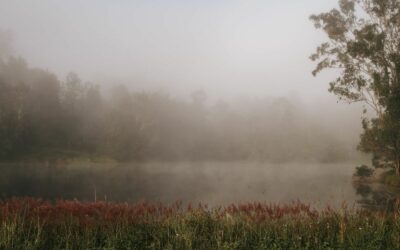 CW Nature And Wildlife